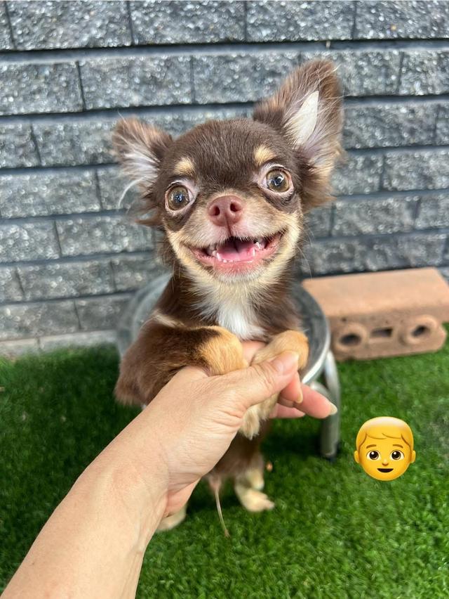 ลูกสุนัขชิวาว่าสีช๊อคแทน เพศผู้ รูปย่อยที่ 1