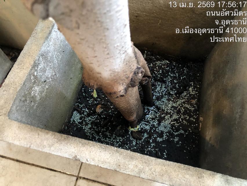 ไตรโคเดอร์มา เห็นผลไวแม่ยายยังถามซื้อ รูปที่ 4