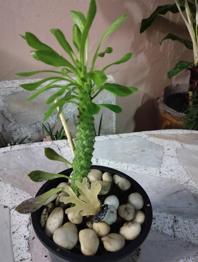 🌲ต้นไม้ ฟอกอากาศ 10