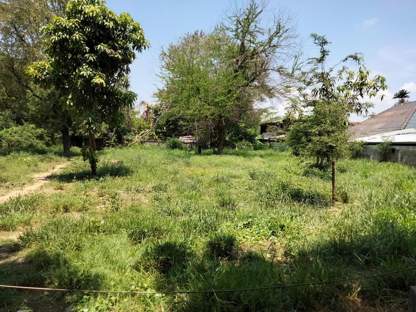 ที่ดิน ในซอยตรงข้ามโรงงานไทยน้ำทิพย์ ท่าพระ ขอนแก่น 5