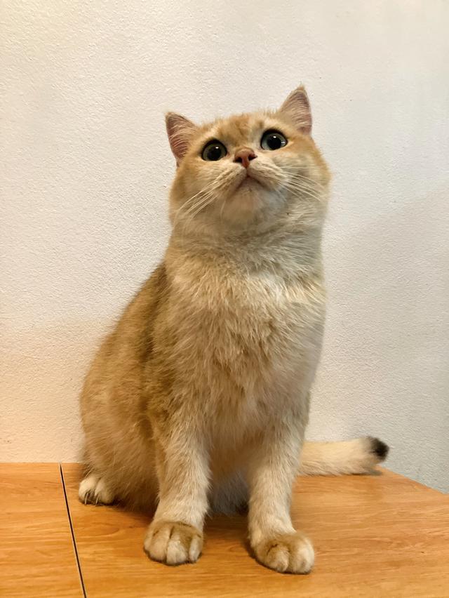 แม่พันธุ์British shorthair สายแชมป์