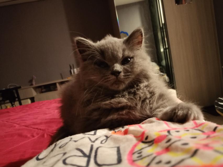 A 3-month British shorthair kitten.Vaccinated and absolutely healthy.Has an easy-going and playful nature. If you are interested contact me in Line