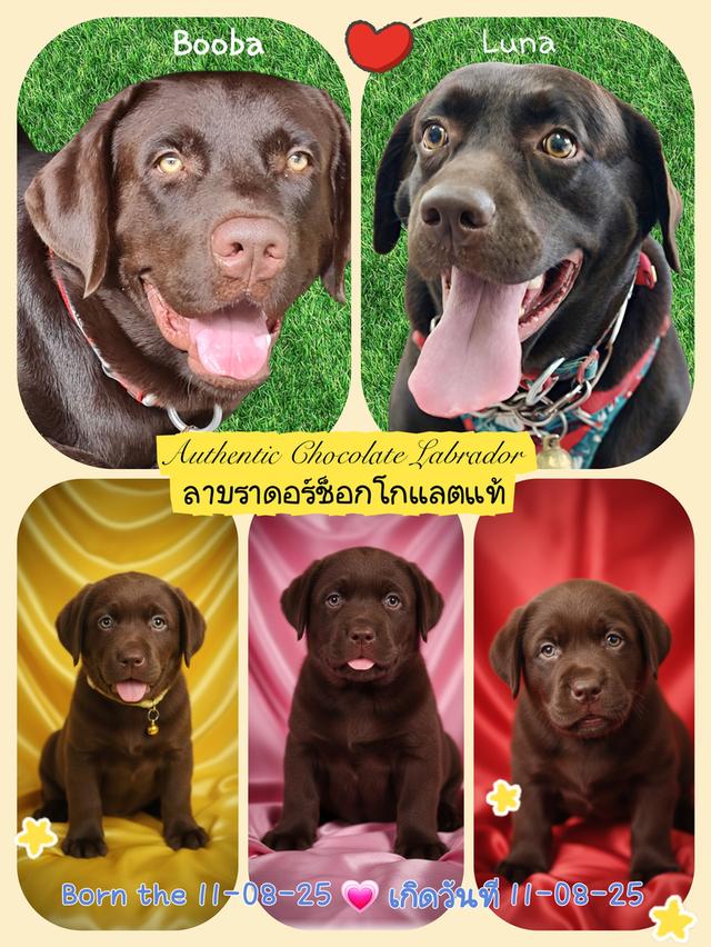 Chocolate Labradors  2