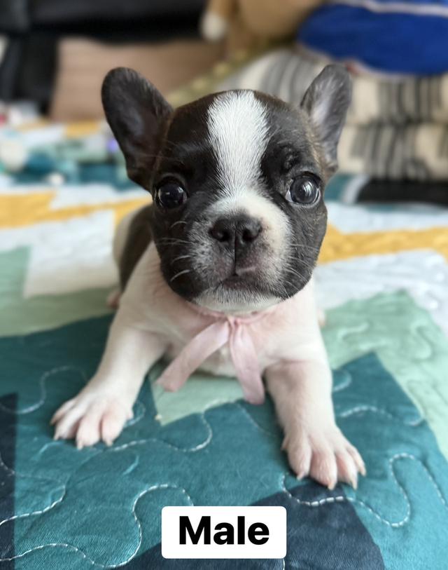 ลูกสุนัขเฟร้นบลูด็อก รูปที่ 6