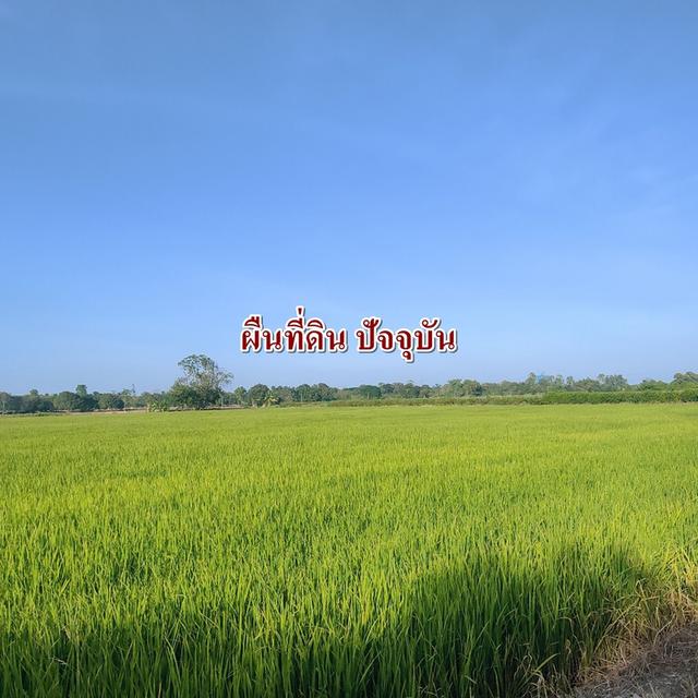 ขายที่ดิน 10ไร่ หนองเสือ คลอง9 ติดถนนคอนกรีต 6