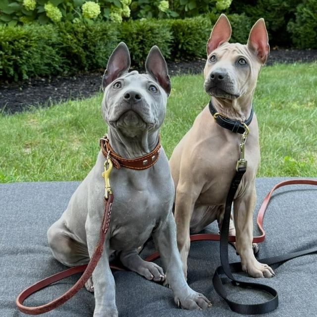 Trained Thai ridgeback puppies รูปย่อยที่ 3