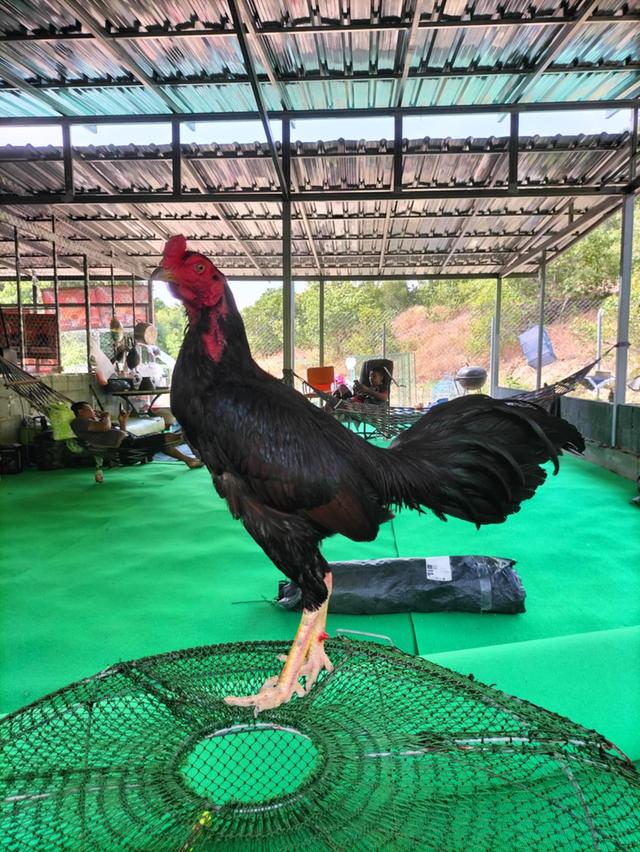 ไก่ชนพม่าเป็นไก่พร้อมชน3-4ยกเดินได้ถอยได้แม่น 2