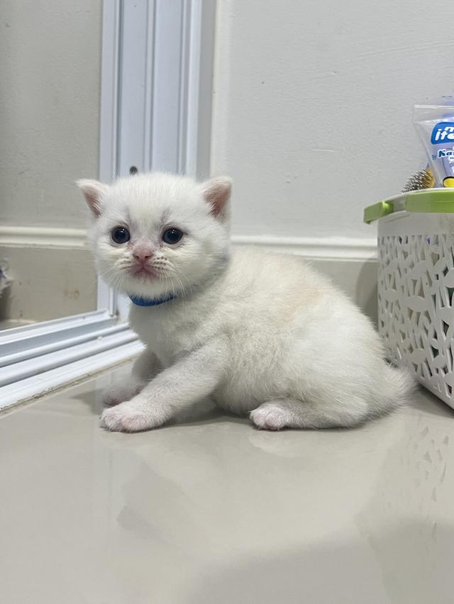 ดช.สก็อตติชโฟล(สก็อต+บริติช)