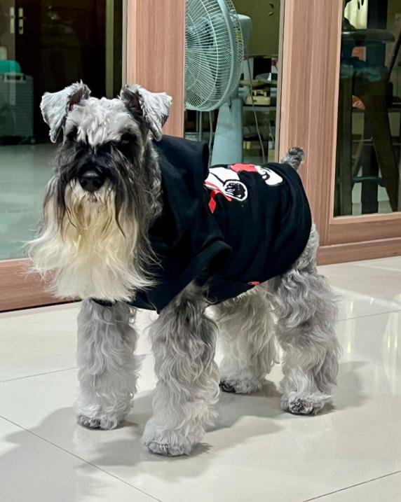 ขาย Schnauzer ขนยาวสวย 4