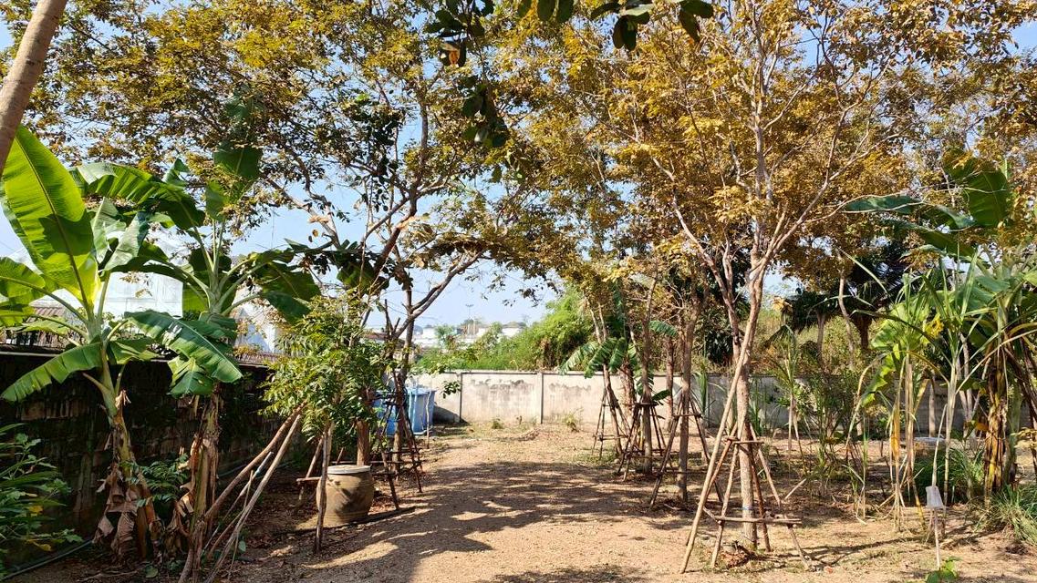 ขายที่ดินยกแปลงถมแล้ว 2-0-11 ไร่ กลางหมู่บ้านจราจรพัฒนา เขาแก่นจันทน์ ซอย 9 ใกล้ตลาดศรีเมือง พร้อมโฉนด ดอนตะโก ราชบุรี 8