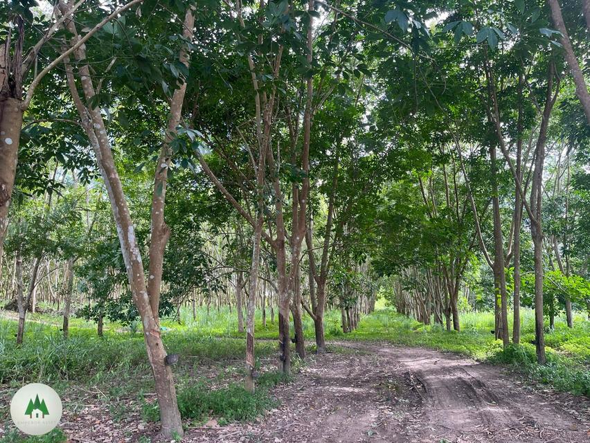 ขายบ้านพร้อมที่ดิน ติดถนนใหญ่สายหลัก ด้านหลังติดแม่น้ำภาชี พร้อมสวนยาง อายุ 10 ปี เนื้อที่ 40 ไร่ ราคาไร่ละ 450,000 บาท  14