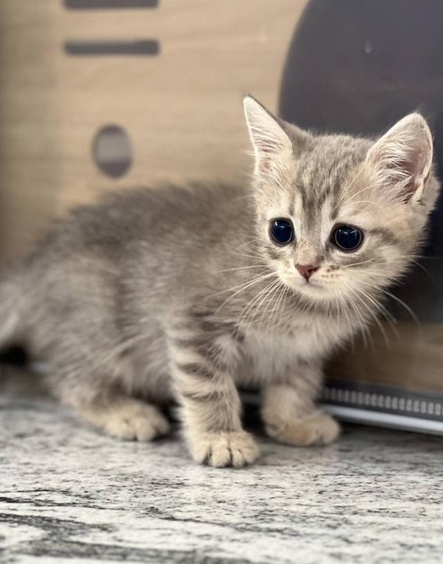 British Shorthair Cat รูปที่ 6