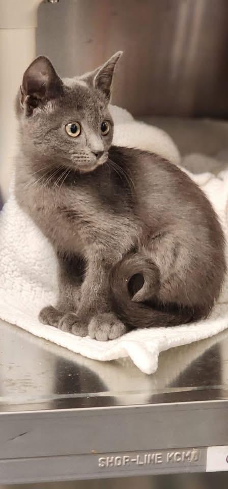 ลูกแมว Russian Blue พันธุ์แท้ 5