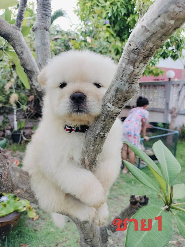 เชาเชาหาบ้าน 8