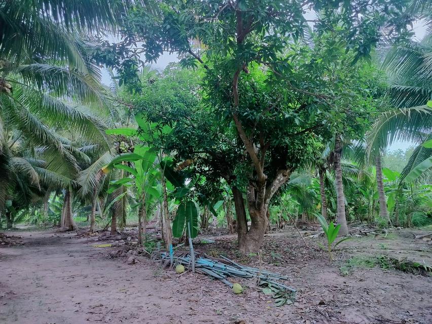 ที่ดินหัวหิน ห้วยมงคล 12