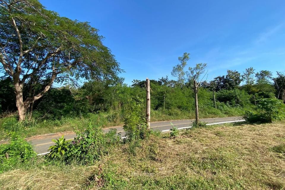 ขายที่ดิน 1 ไร่ 3 งาน จ.เพชรบูรณ์ วิวภูเขา ติดถนนลาดยาง ไฟฟ้าถึง น้ำไม่ท่วม ไม่ต้องถม 700,000 บาท (เจ้าของขายเอง) 11