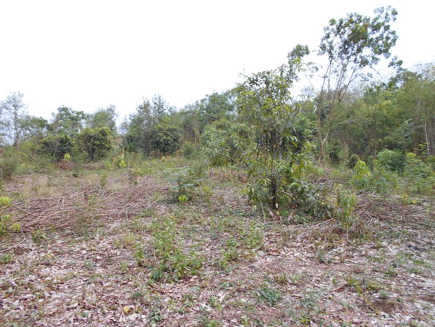 ที่ดินติดลำห้วย บ้านผาแดง ต.นายม อ.เมือง จ.เพชรบูรณ์ 7