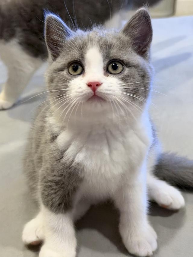 แมวบริติชสายเลือดแชมป์ รูปที่ 8