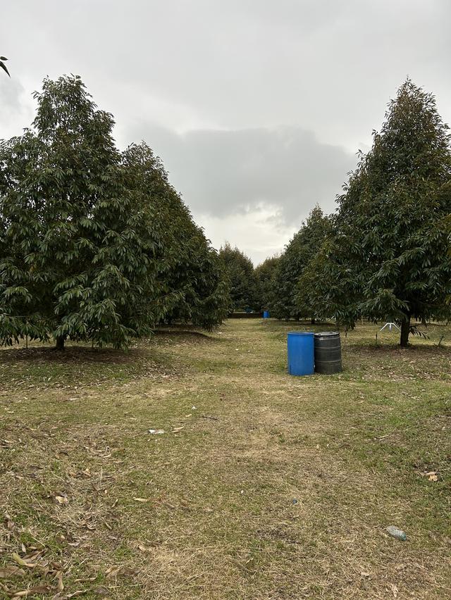 ขายสวนทุเรียน ชำฆ้อ หมู่5 เขาชะเมา 12