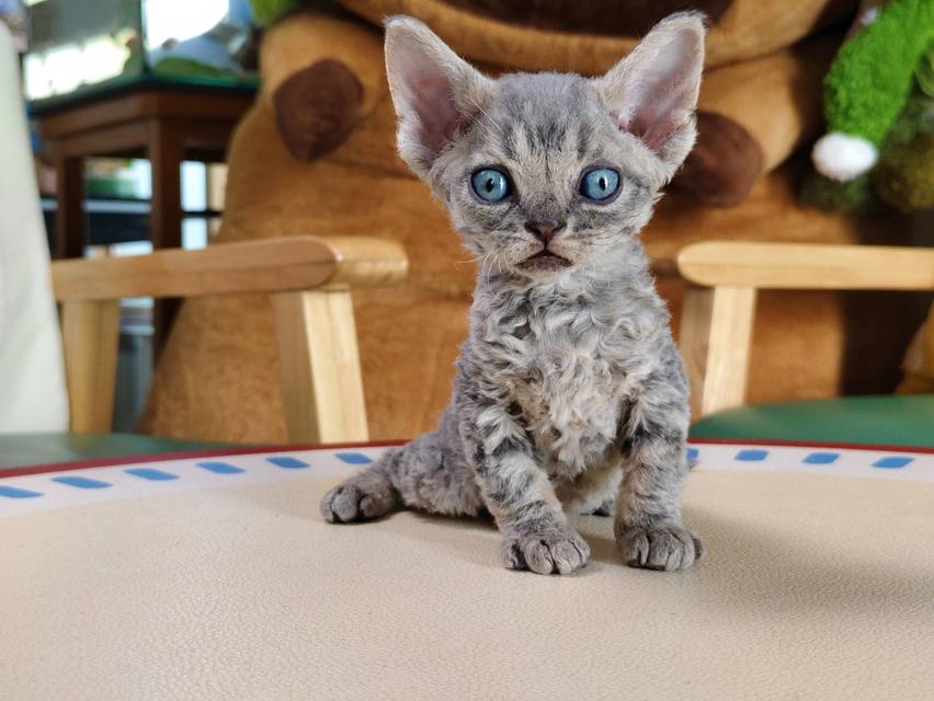 เดวอนเร็กซ์ Devon rex Oscat cattery chiangmai รูปที่ 4