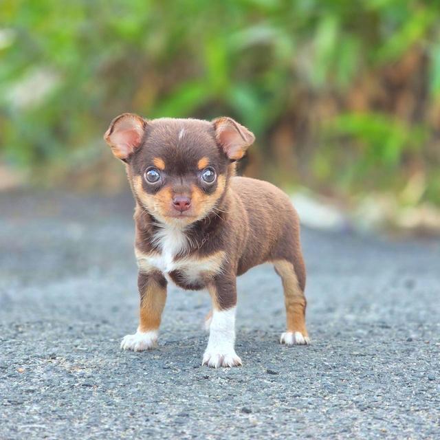 ชิวาวาสีช็อคเพศผู้ ขนสั้น รูปที่ 3