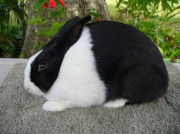 กระต่ายดัตช์ 1