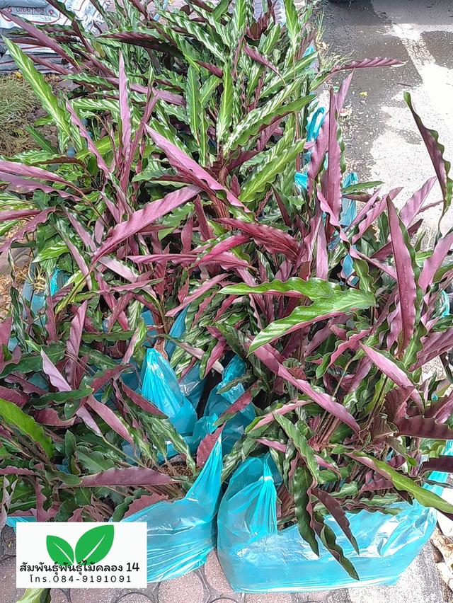 คล้าริบบิ้น คล้าริบบิ้นแดง คล้าเรียกเงินเข้าบ้าน