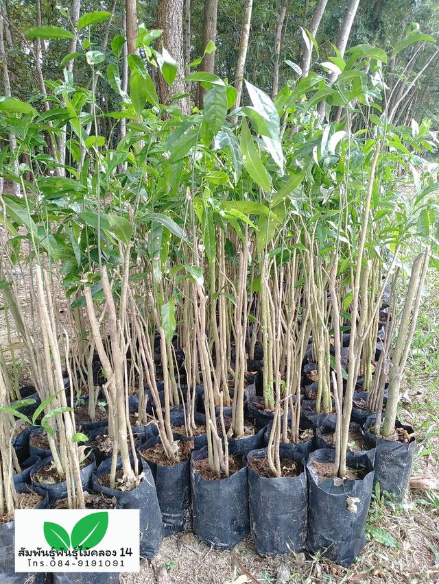 ผักหวานป่า ต้นผักหวานป่า 6