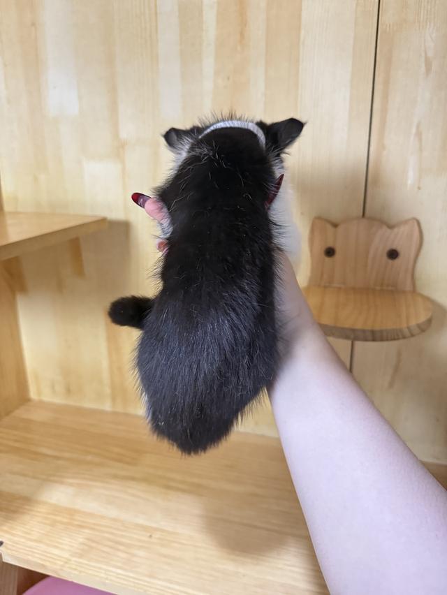 ลูกแมวสก๊อตติชแท้ 5