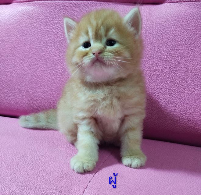 ขายแมวสก๊อตติสโฟร์ด😻 รูปที่ 3