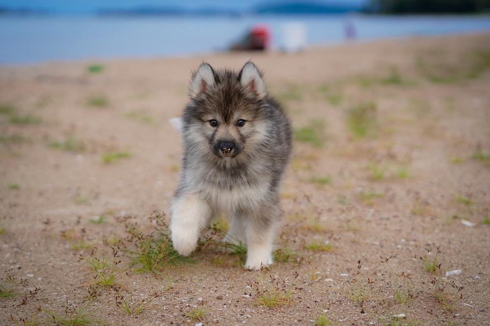 ไซบีเรียนฮัสกี้ Siberian husky ลูกสุนัขไซบีเรียนฮัสกี้ 11