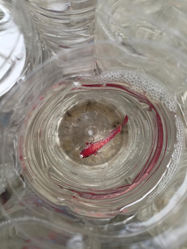 ปลากัดสวยงามราคาส่ง เริ่มต้นที่ 20 4