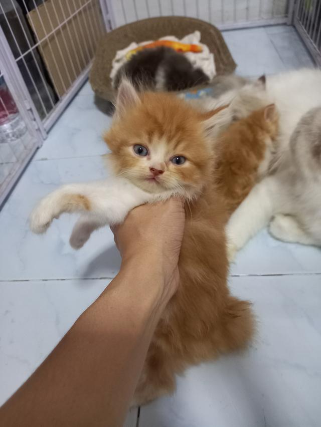 แมวสก็อตติส 3