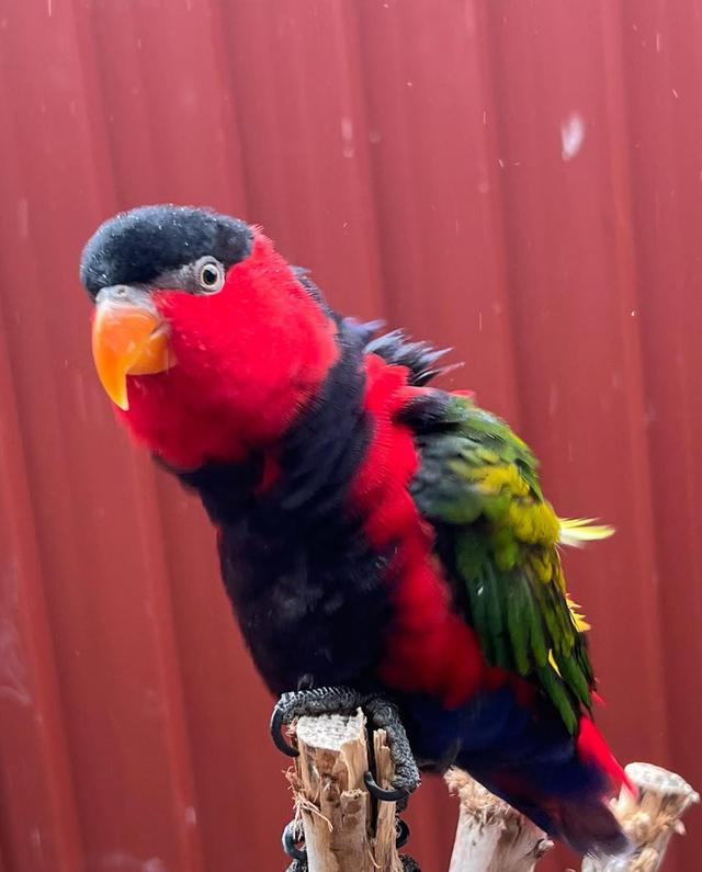 Black Cap Lory Parrots ( Talking ) รูปที่ 3
