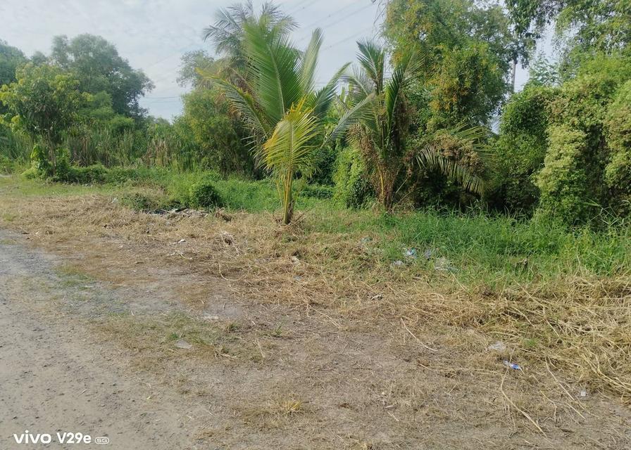 ขายถูกมาก ที่ดินเปล่า 1 ไร่ ขายวาละ 3,500 บาท 4