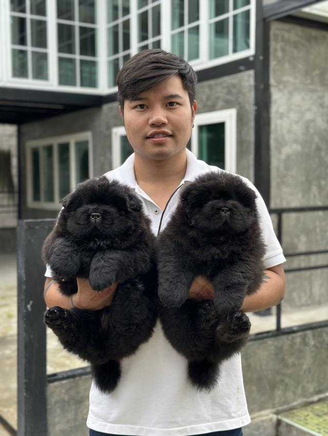 น้องเชาเชา สีดำ พ่อแม่นำเข้าจากต่างประเทศ