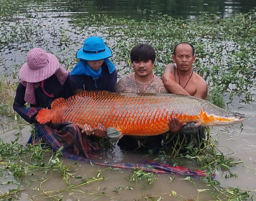 จำหน่าย ปลาใหญ่ ปลาแปลก แบบมีชีวิต 8