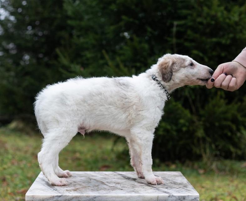 สุนัข Borzoi ราคาเบาๆ 6