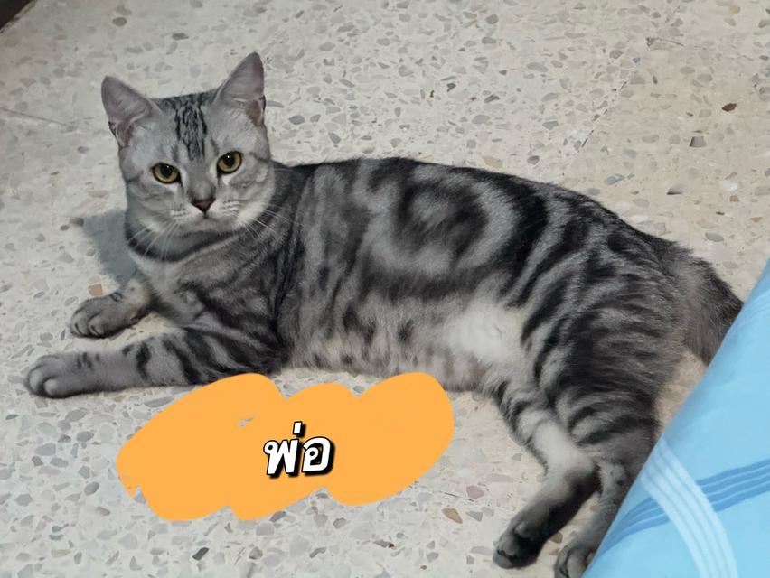 (ญ) อเมริกันช็อตแฮร์ แท้ 10