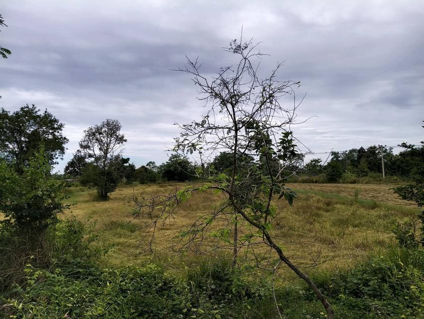 ขายที่นาติดถนนหลวงหมายเลข24 โชคชัย-เดชอุดม อ.เบญจลักษ์ จ.ศรีสะเกษ จำนวณ15ไร่1งาน38ตรว. ราคาไร่ละ1.2ล.