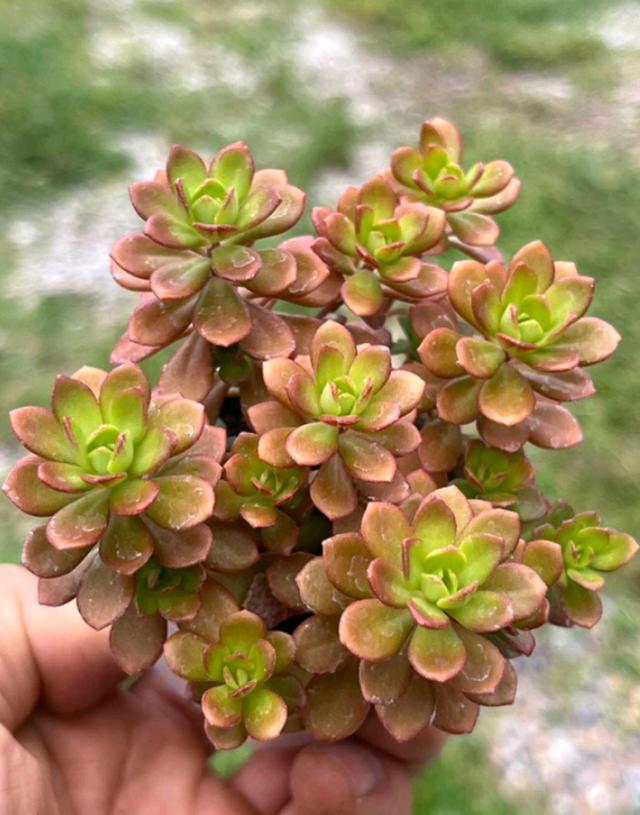 Sedum Cepaea L.