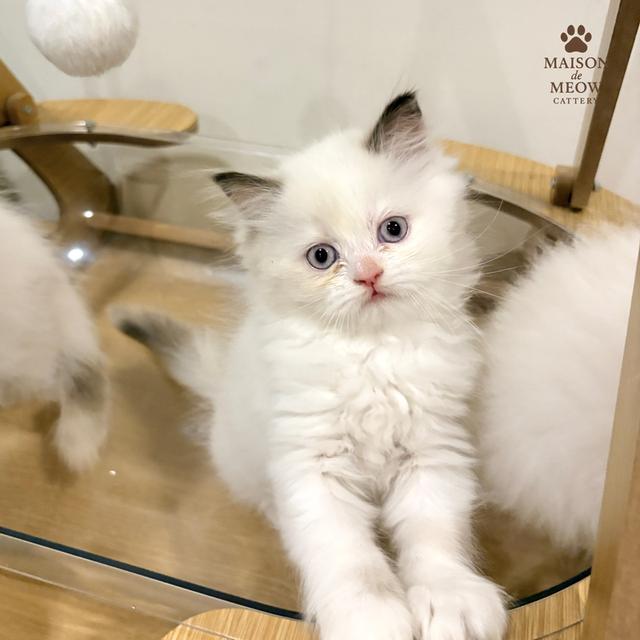 เปอร์เซีย ดญสีเหมือนแรคดอลล์ รูปที่ 5