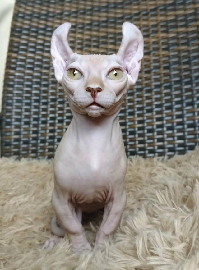 30.แมวดเวล/เพศผู้ Dwelf Cat/Male