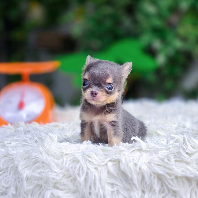 ชิวาวาขนยาวแท้ไซส์ทีคัพสีบลูแทน รูปย่อยที่ 2