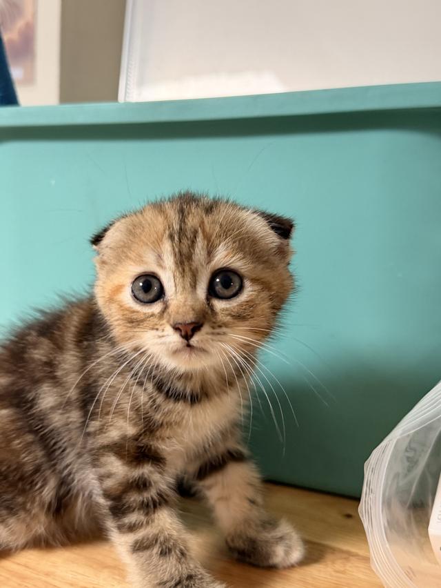 Scottish Fold Kittens