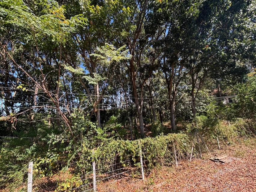 ที่ดินเปล่า โครงการภูริพิมาน ปากช่อง 5