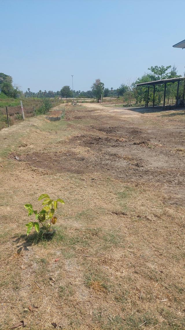 ที่ดินสองไร่พร้อมบ้านสวน 2