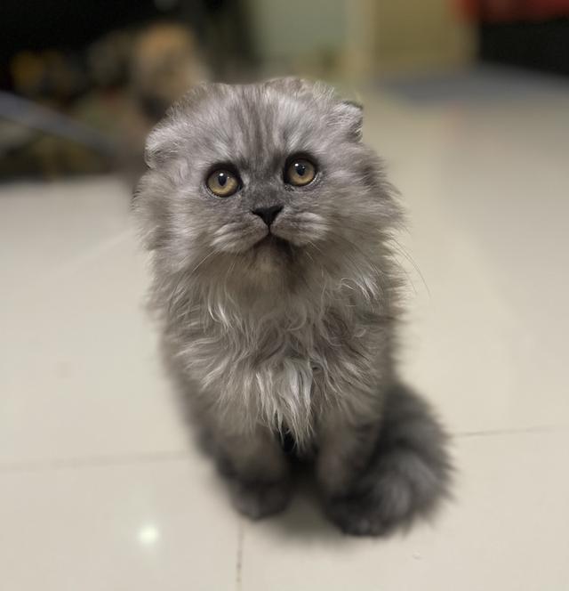 น้องแมวขี้อ้อนหูพับ(ชาย 2 เดือน)พร้อมย้าย 6