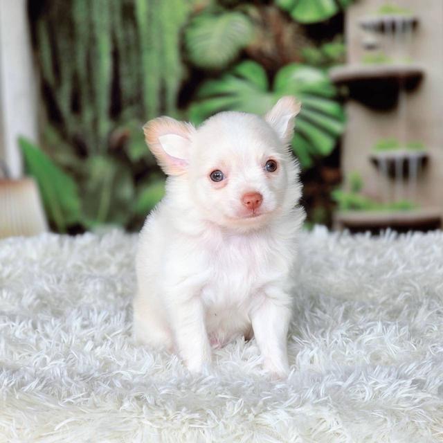 ชิวาวาแท้ เพศผู้ ขนยาว รูปที่ 7