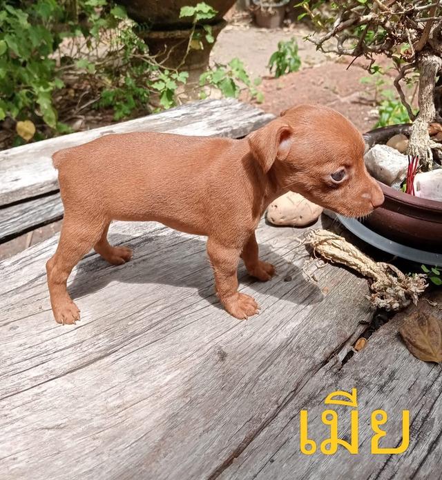 ลูกสุนัข Miniature Pinscher หาบ้าน 3